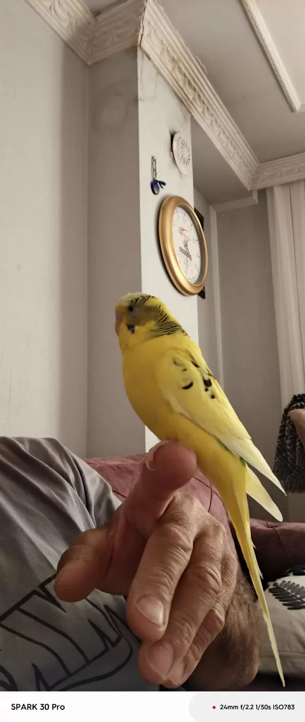 Konuşan Muhabbet Kuşu Limon