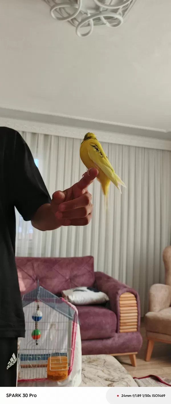 Konuşan Muhabbet Kuşu Limon