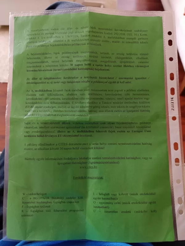 Kapalı Bilezik Sarı Alınlı Amazon Papağanı