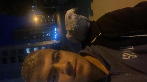 Full Evcil Jako Papağanı