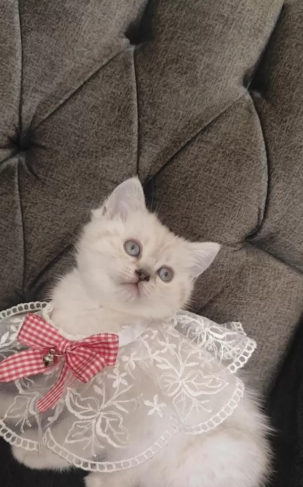 Sevecen Bir British Shorthair Kız