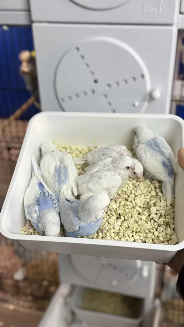 Yeni Yeme Düşmüş Mor Sp Albino Litüno Kuşlar