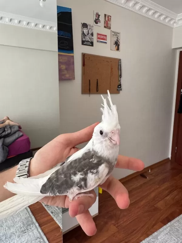 2 Aylık Fw Sultan Papağanı