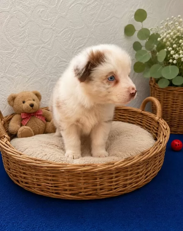 Zeka Küpü Border Collie Yavrulari