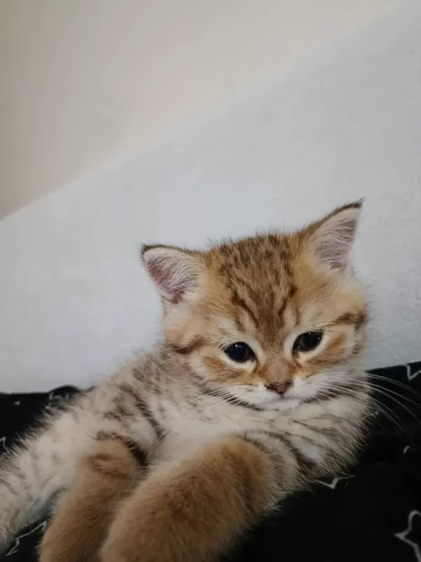 1tane British Longhair