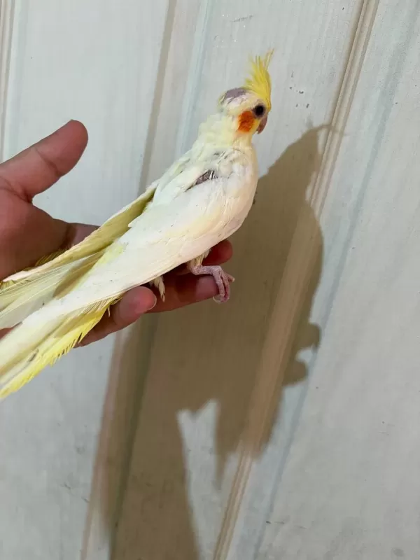 54 Günlük Ful Evcil Lutino Sultan Papağani Bebek