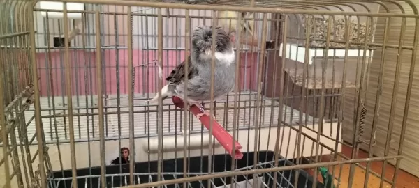 Erkek Beşiktaşlı Gloster Kanarya Ötüm Makinası
