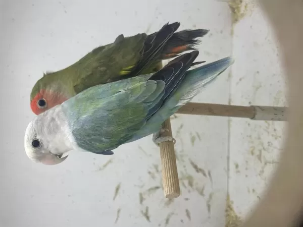 Üreticiden Çift Olarak Sevda Papağanı