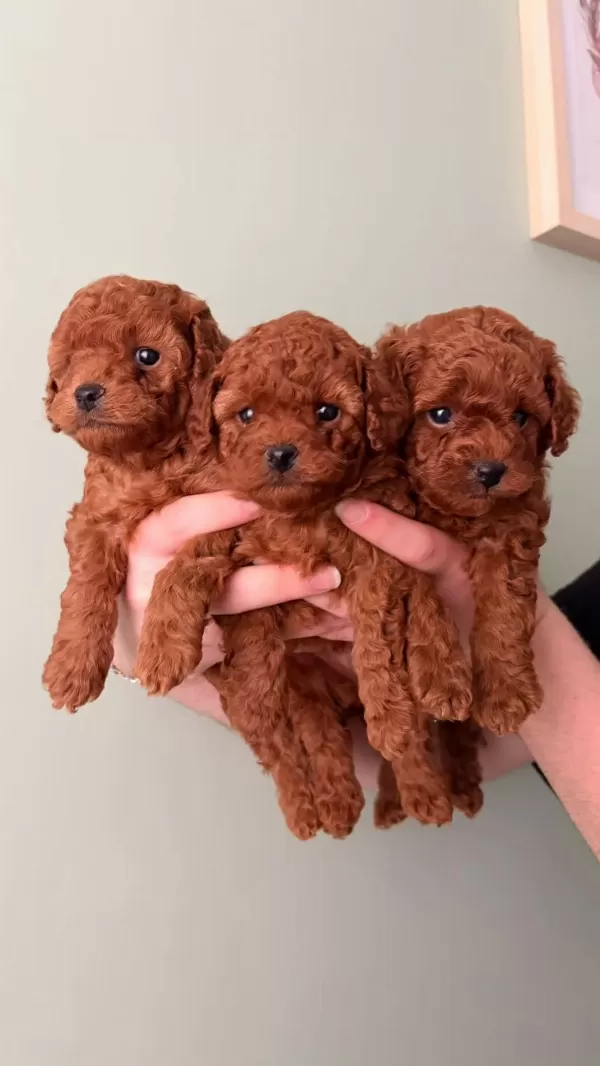 Orijinal Toy Poodle Yavrular Kütahya