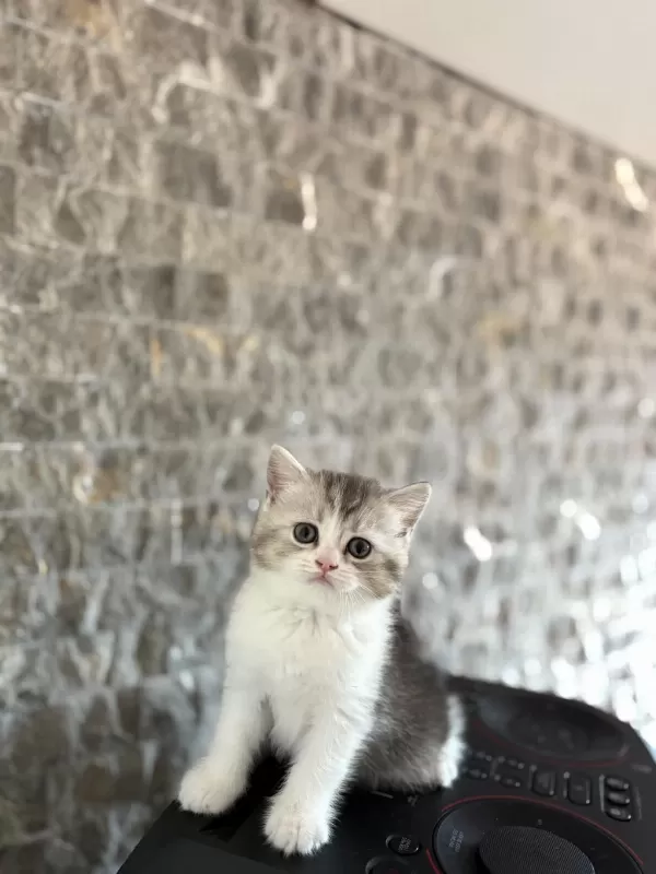 Güzeller Güzeli British Shorthair Yavrularim