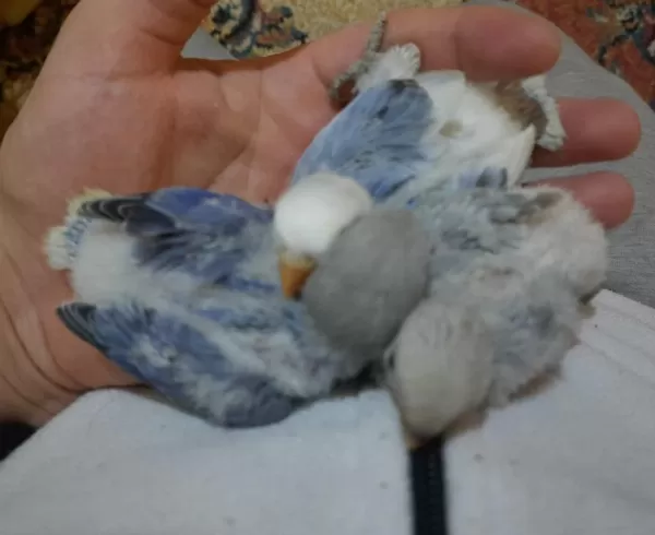 Kızgınlık Yumurtası Atan Dişi Papağanlar