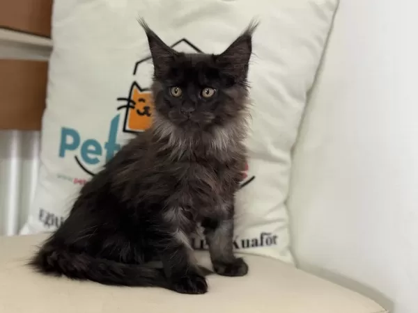 Ankaranın En Seçkin Maine Coon Yavruları