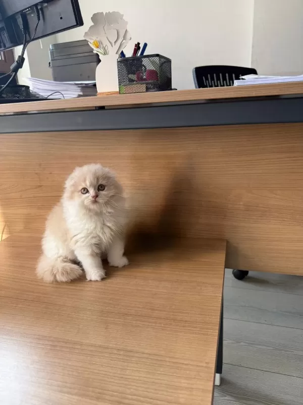 Harika Scottish Fold Yavru