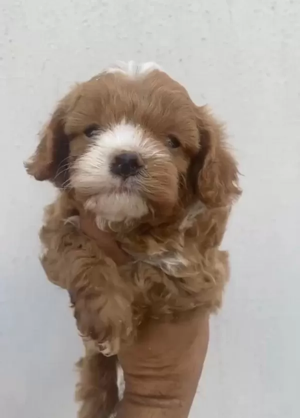 Maltipoo Kalite Yavrular İrk Sağlık Garantili