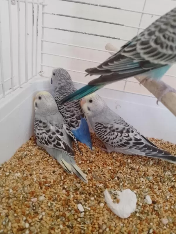 Yeni Yeme Düşen Muhabbet Kuşu Yavrular