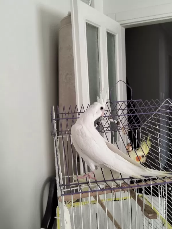 45 Günlük Albino Yavru Sultan Papağanı