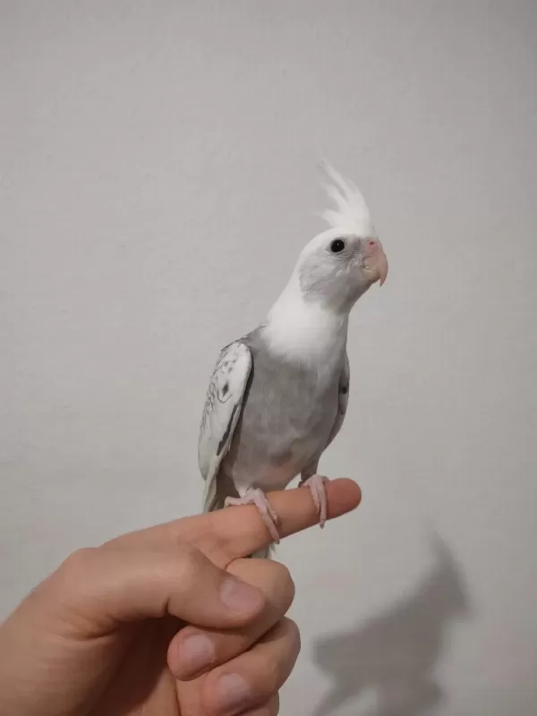 Erkek Yavru Sultan Papağanlar