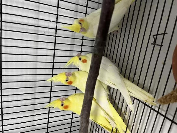 Bebek Lutino Sultan Papağanları