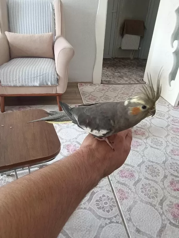 Sultan Papağanı Evcil Ele Omuza Geliyor