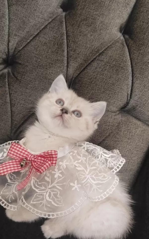 Sevecen Bir British Shorthair Kız