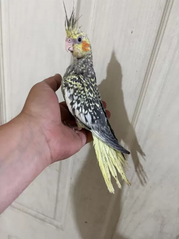 52 Günlük Ful Evcil Kusursuz Bebek Sultan