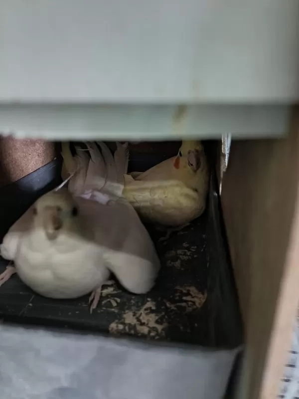 Lutino Albino Sultan Papağanı Takım