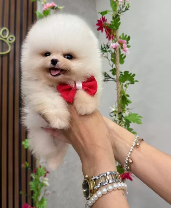 İrk Ve Sağlık Garantili Pomeranian Boo Bebekler