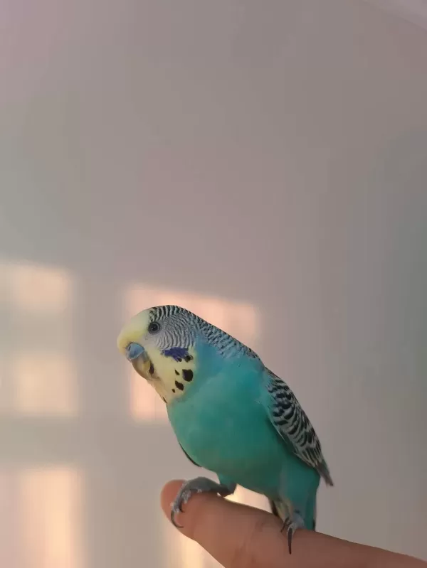 Çift Eğitimli Konuşan Muhabbet Kuşlari