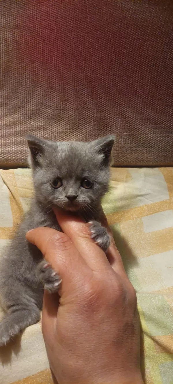 Sevimli British Shorthair Bebekler