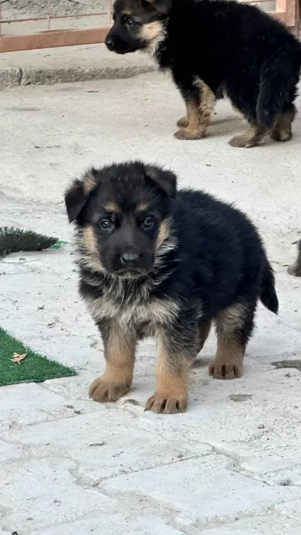 Safkan Şecereli Alman Kurdu Yavrular