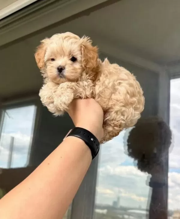 A Kalite Maltipoo Bebeklerimiz