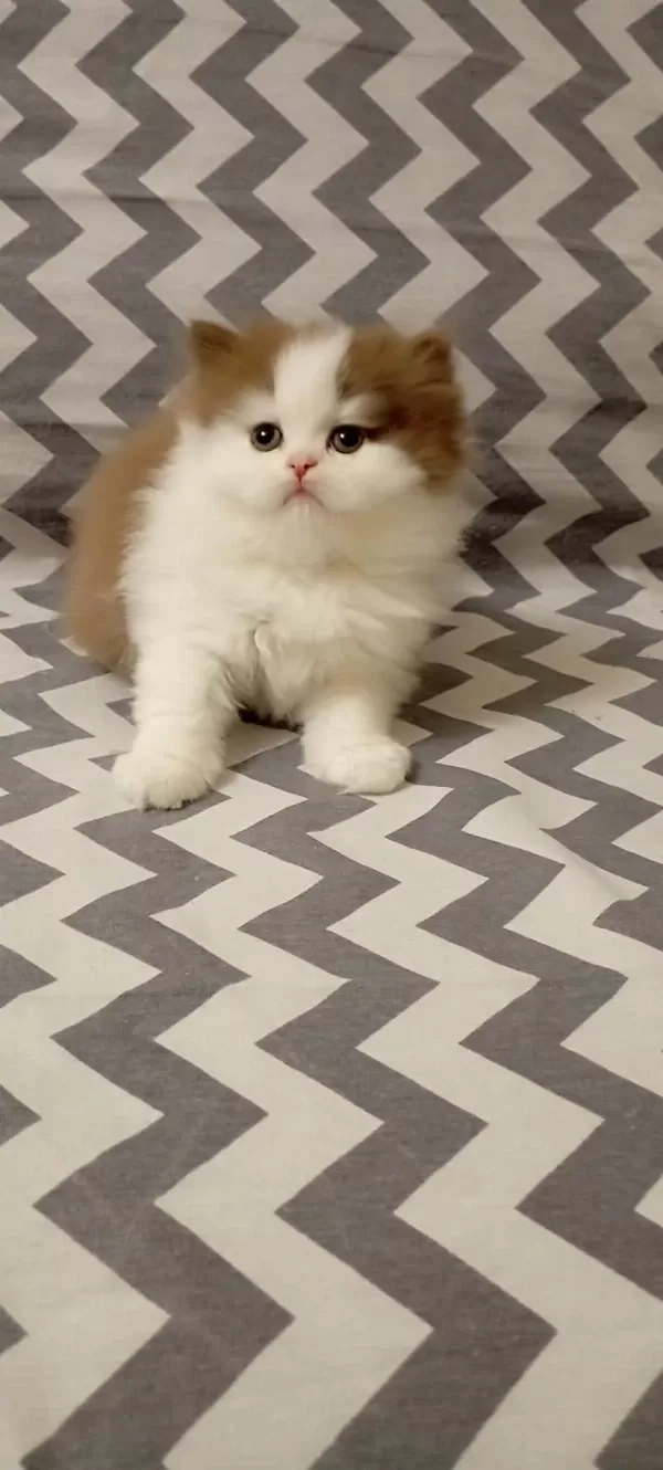 Cinnemon Bi Color British Longhair Yavrularımız