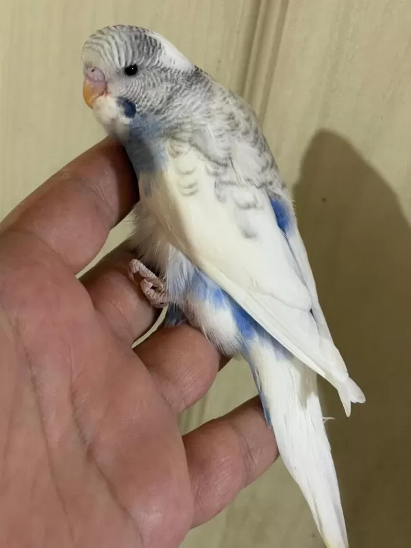 29-33 Günlük Arasi Yeni Yeme Düşen Kuşlarim