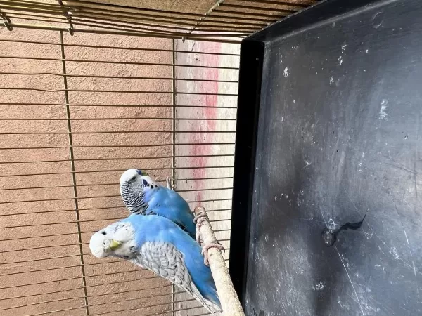 Jumbo Muhabbet Kuşu Takım