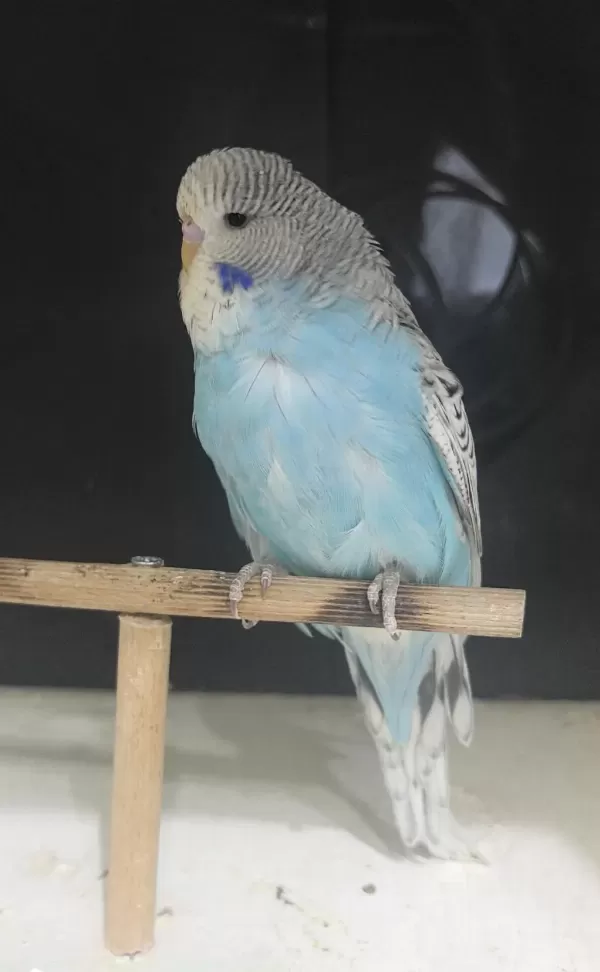Yeni Yeme Düşen Jumbo Ve Show Jumbo Muhabbet Kuşları