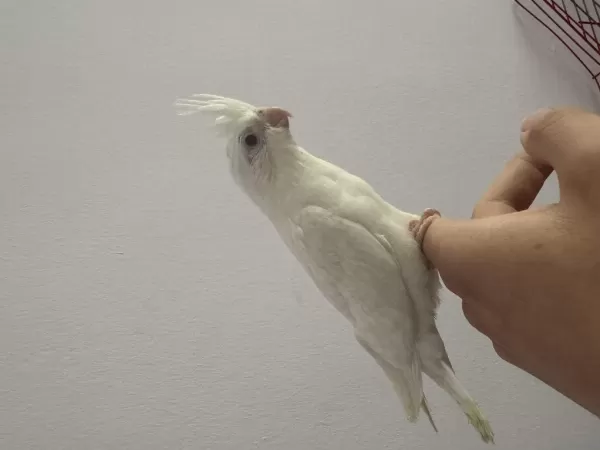 Cinnamon Albino Kırmızı Göz Sultan Papağanı