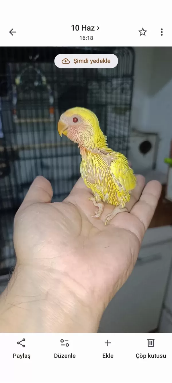 El Besleme Kırmızı Göz Mutasyon Sevda Papağanı