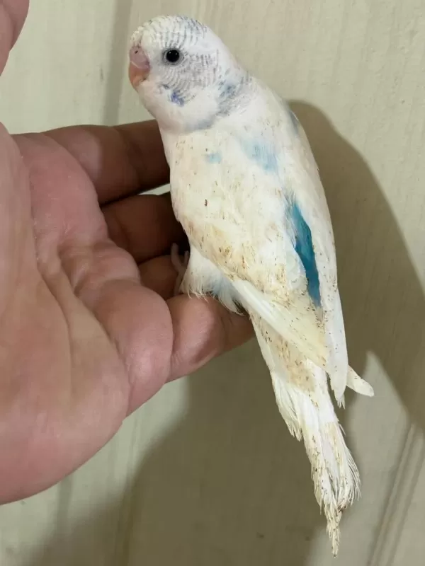 31 Günlük Konuşturmalik Bebek Muhabbet Kuşu