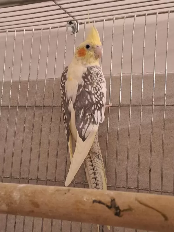Damızlık Pied Çift Sultan Papağanı