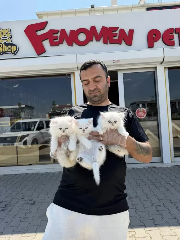 Show Kalite British Yavrulari Fenomen Pets Ankara