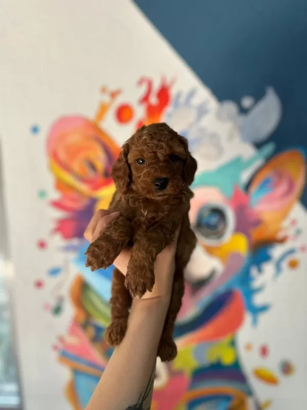 Erkek Dişi Toy Poodle Bebekler