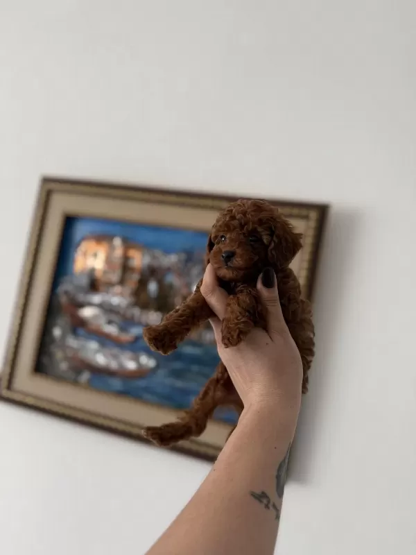 Teacup Kore Poodle Redbrown Yavrum