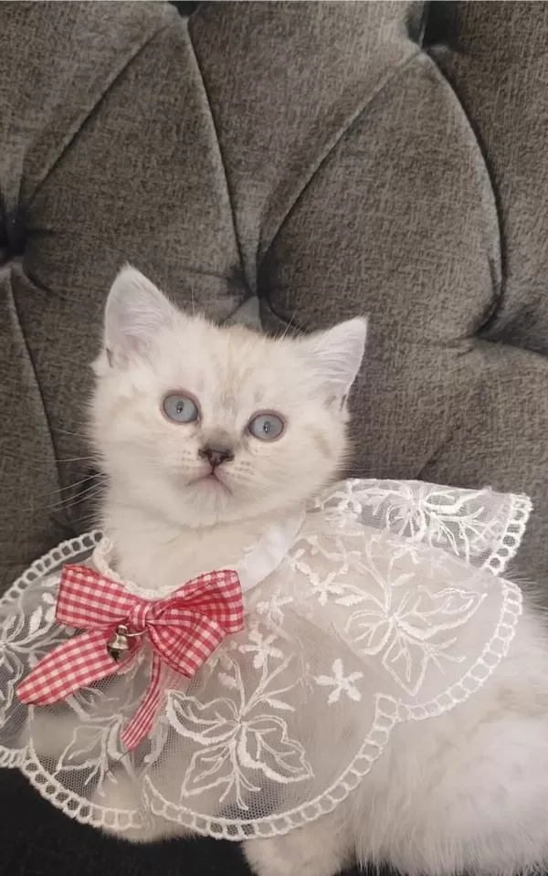 Sevecen Bir British Shorthair Kız