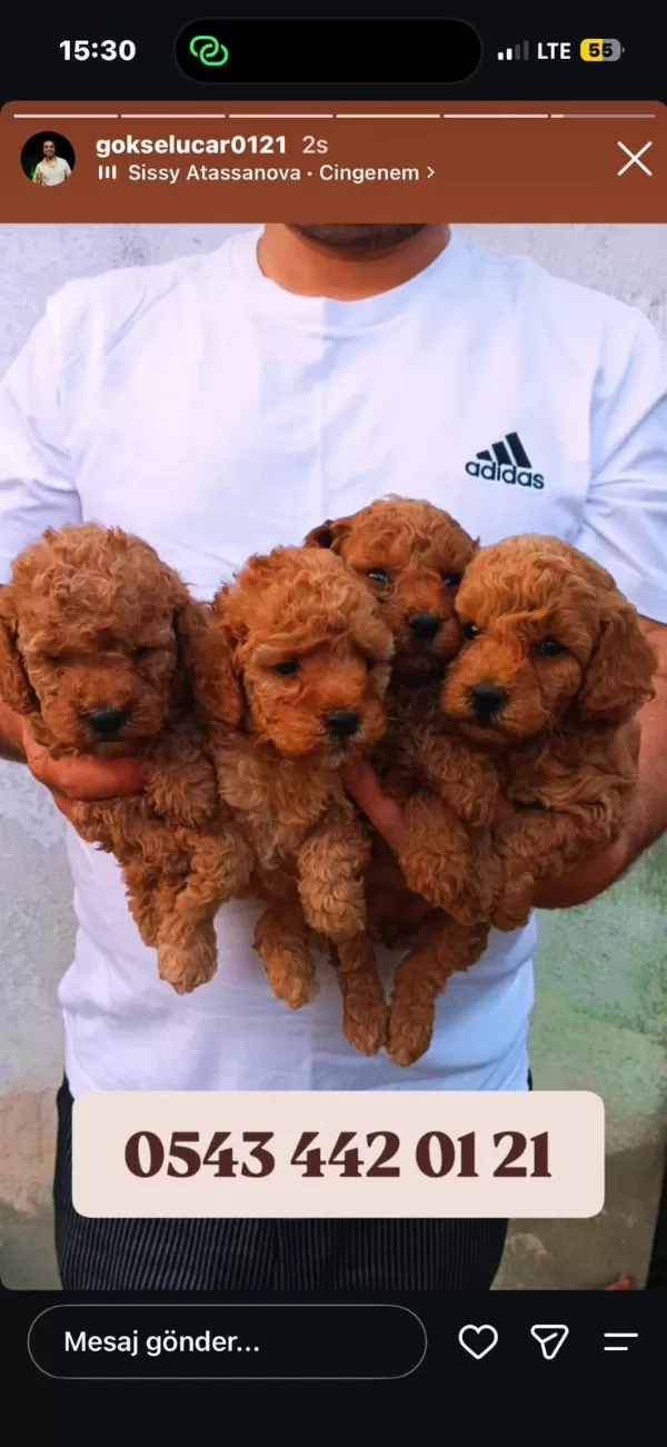 Toy Poodle Yavrular İrk Sağlık Garantili