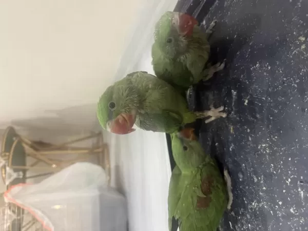 Full Evcil El Besleme Kuşlarimiz Kaçiran Üzülür