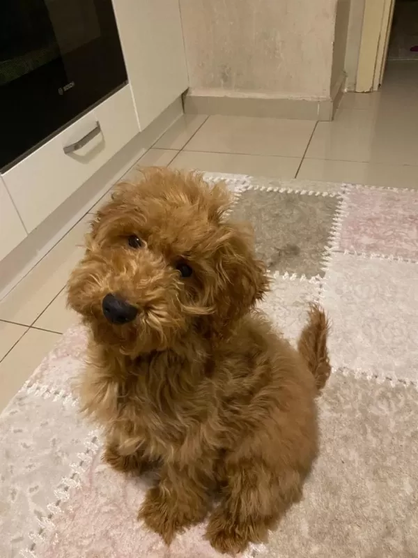 Çipli Aşılı Dişi Büyük Toy Poodle Yavrumuz