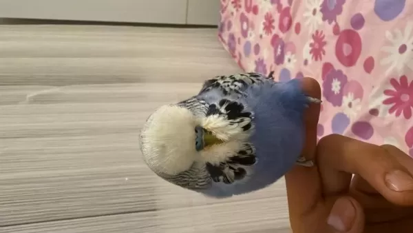 Çift Muhabbet Kuşu Yuvalık Ve 2 Kafes İle Verilecektir