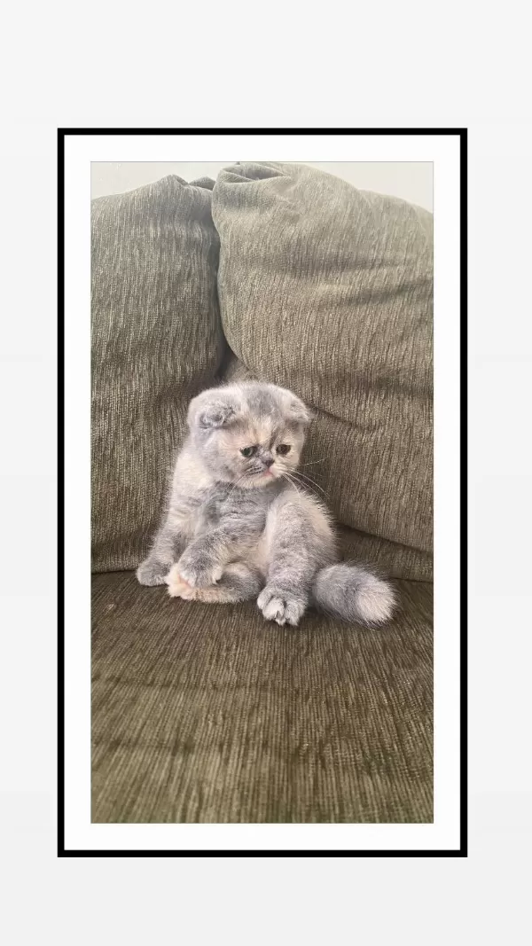 Bebek Surat Scottish Fold Kizimiz İçin Yuva