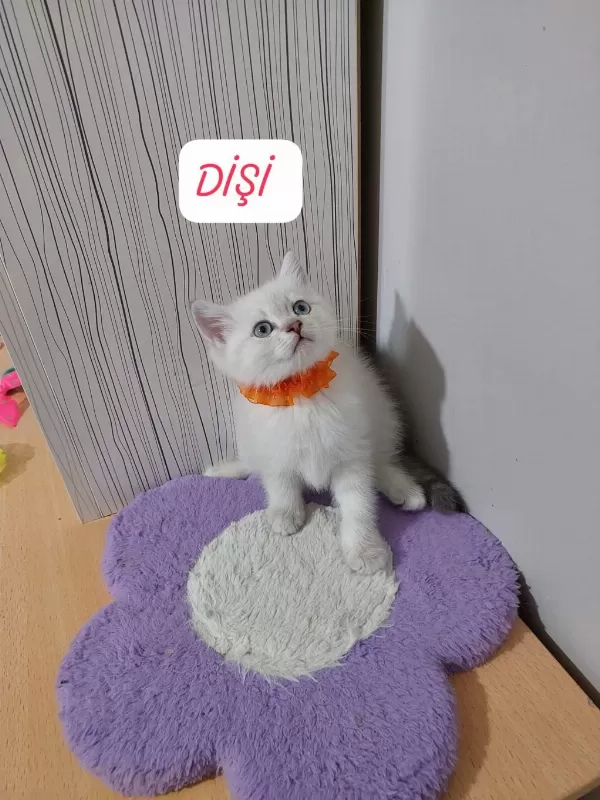 British Shorthair Prensesim Hazir