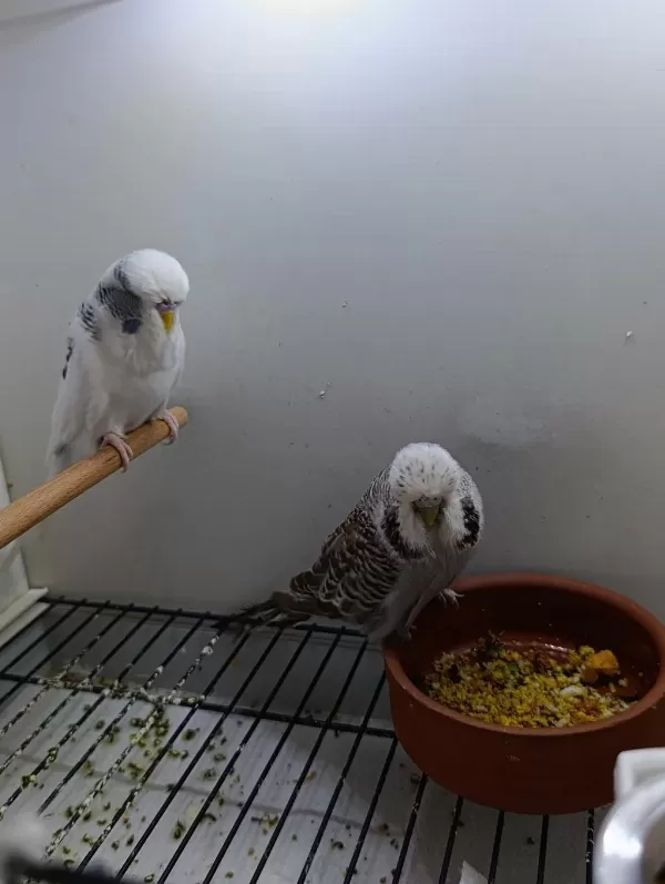 Çift Japones Ve Jumbo Muhabbet Kuşları